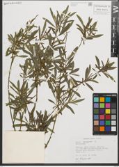 Foto von Salix purpurea L.